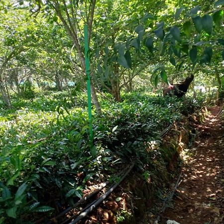 Pear Tree Inn Villa Kotagiri Kültér fotó