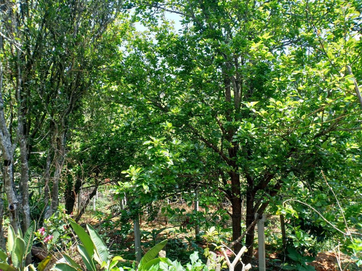 Pear Tree Inn Villa Kotagiri Kültér fotó