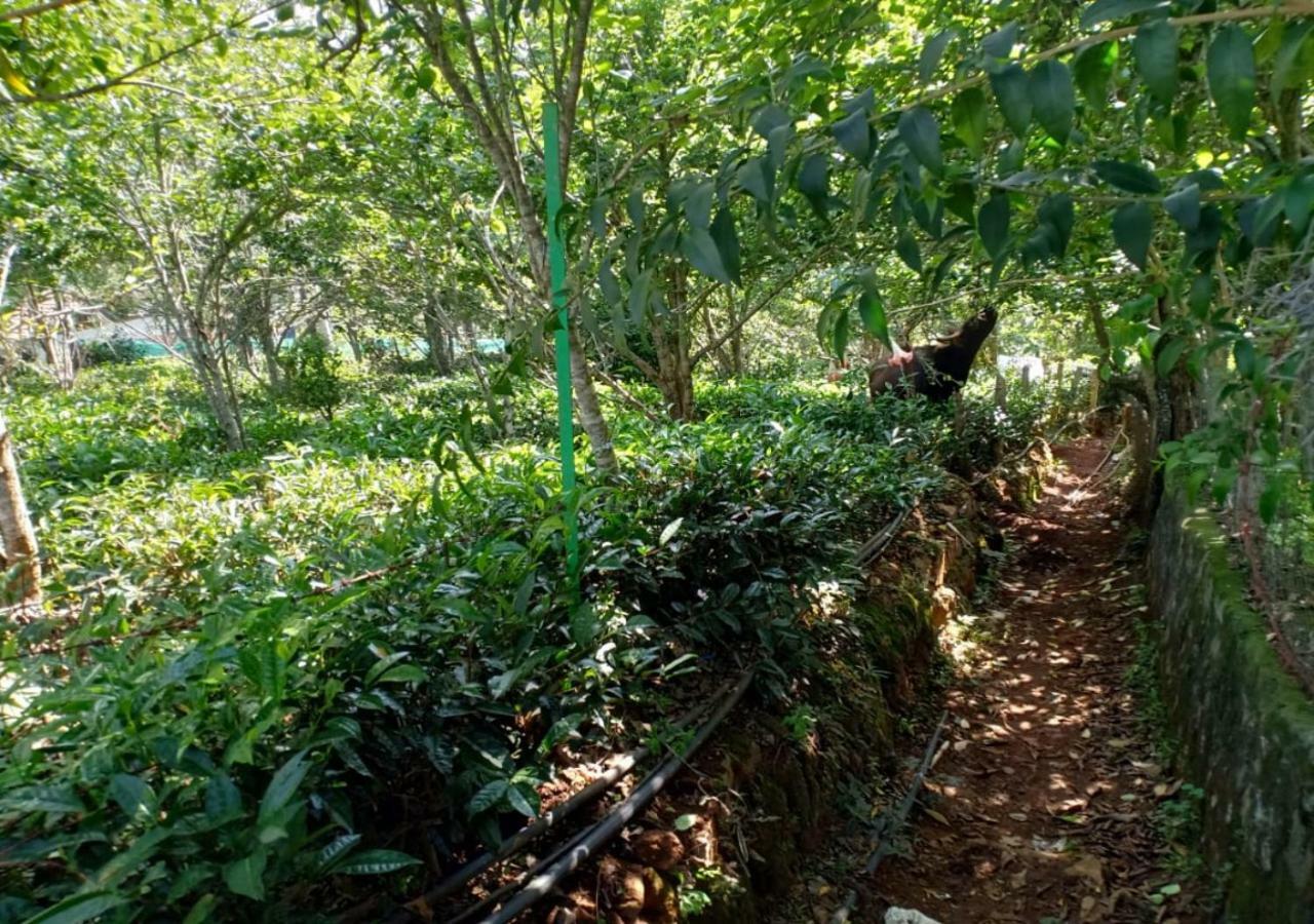 Pear Tree Inn Villa Kotagiri Kültér fotó